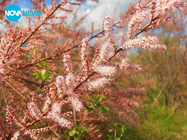 Розова красота