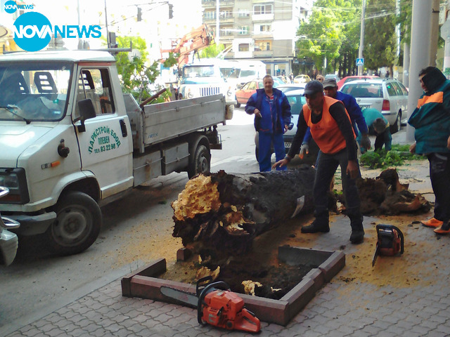 Силен вятър повали стар кестен