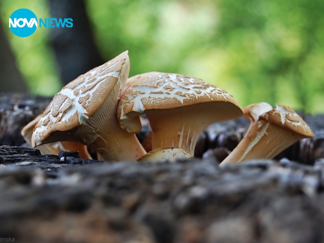 Прогноза за времето - 4