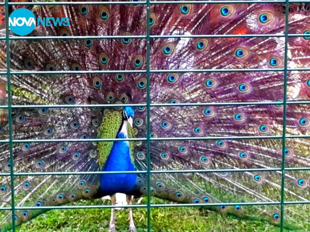 Красивите пауни в парка на Сандански