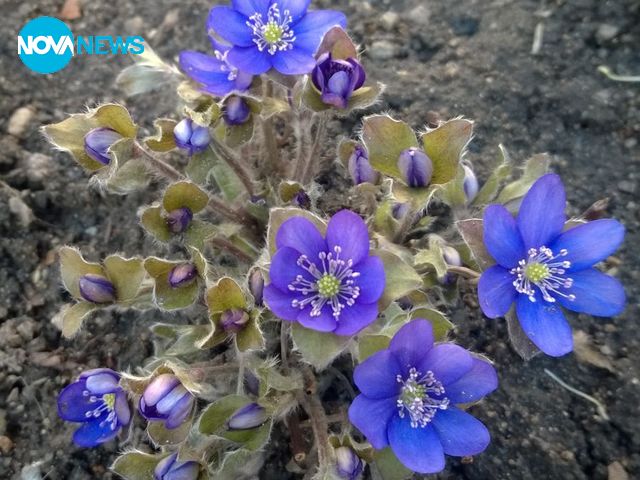 Пролетно цвете