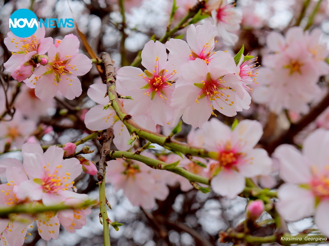 С аромат на бадем
