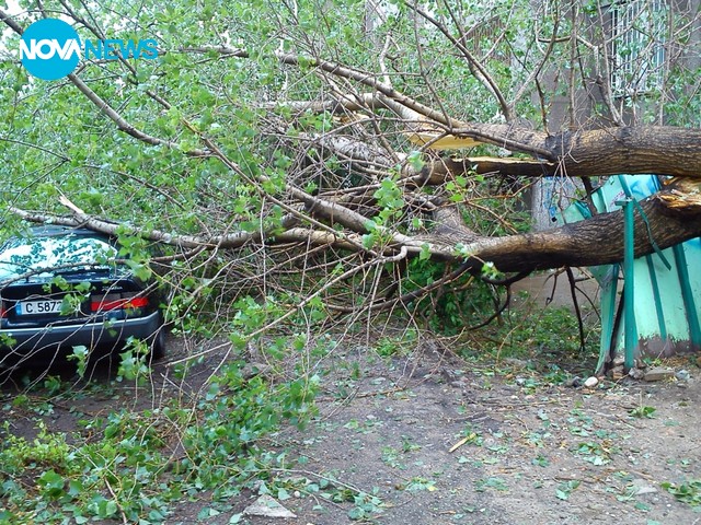 Топола пред входа