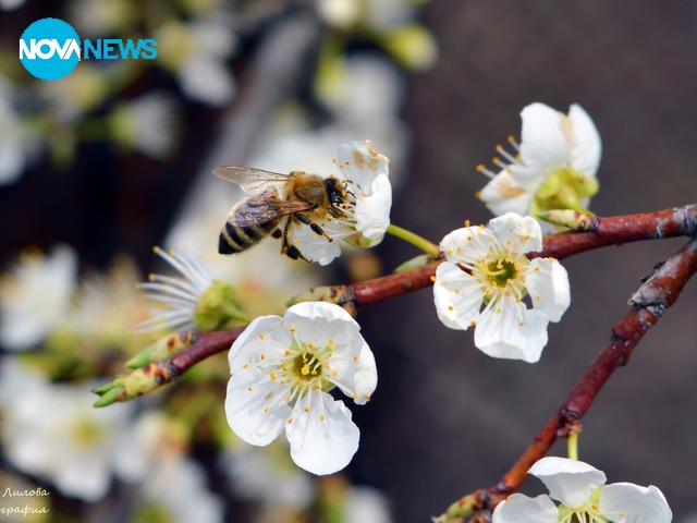 Честита пролет!