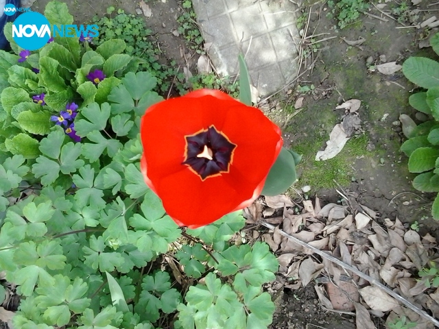 Погалени от пролетта