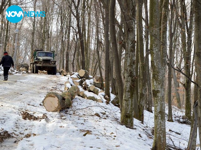 Масова сеч, вече и в самия град Котел