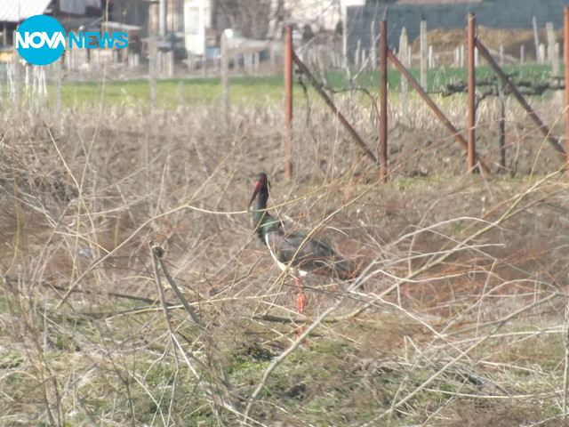 Черен щъркел край Пазарджик