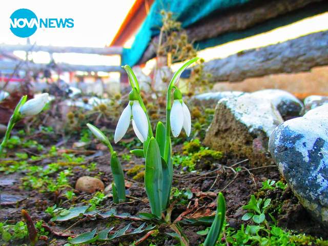 Зимна красота