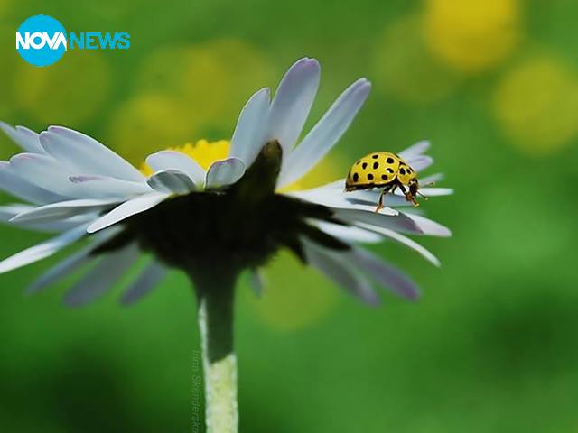 Жълта калинка