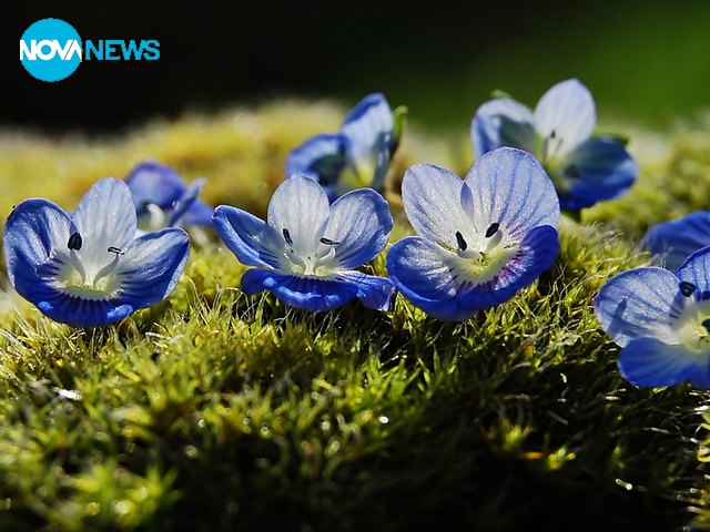 Цвят до цвят, пролетен цвят