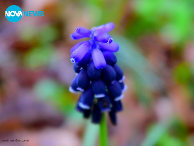 Нежност в лилаво