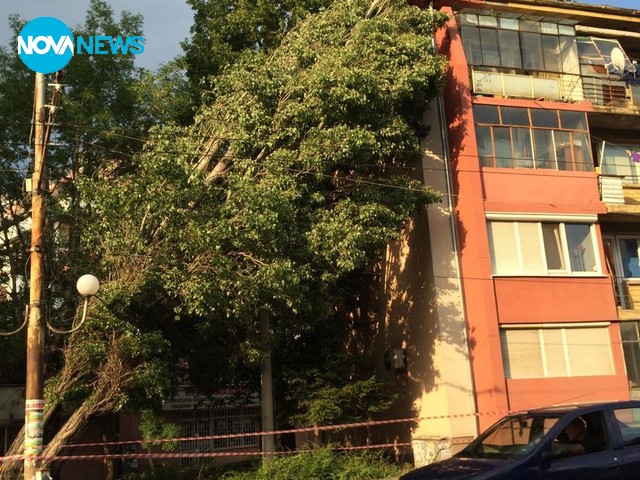 Паднало дърво