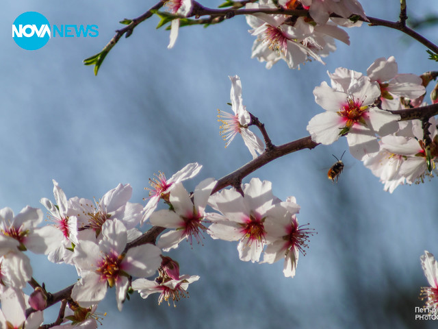 Пролетни цветове