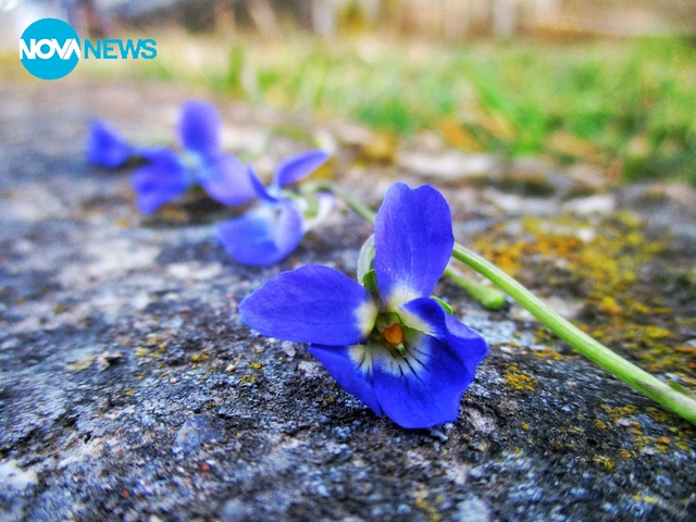 Теменужките дойдоха