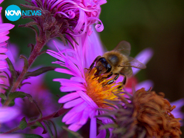 Пролет в Родопите