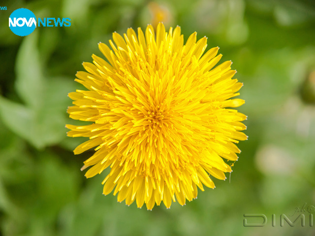 Пролетни цветове