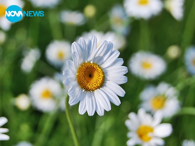 Маргаритки за настроение