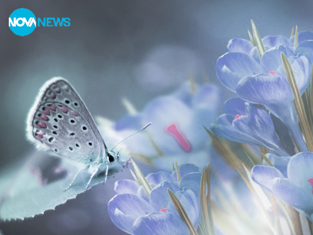 Пеперудено