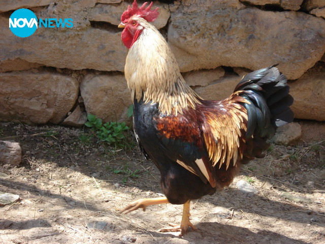 Празнуване на Петльов ден в читалище "Искра-1954", София