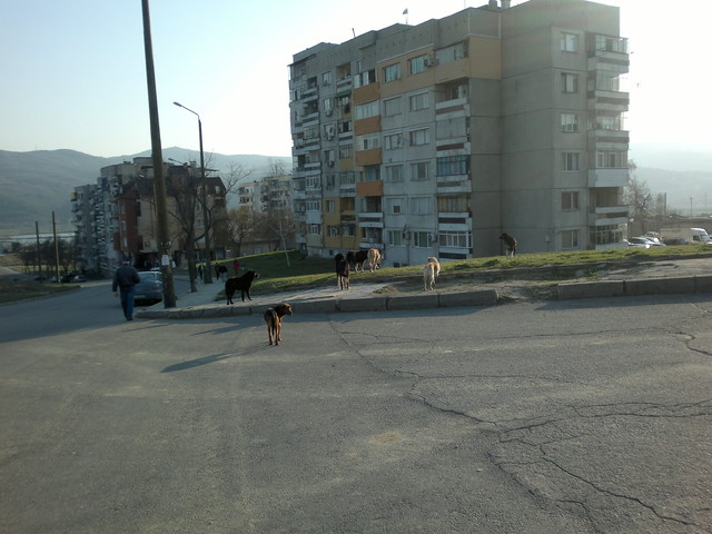 Бездомни кучета в Благоевград