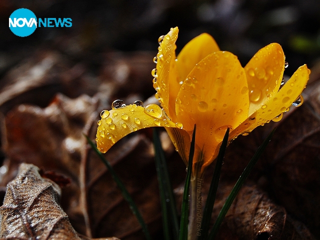 Минзухарко