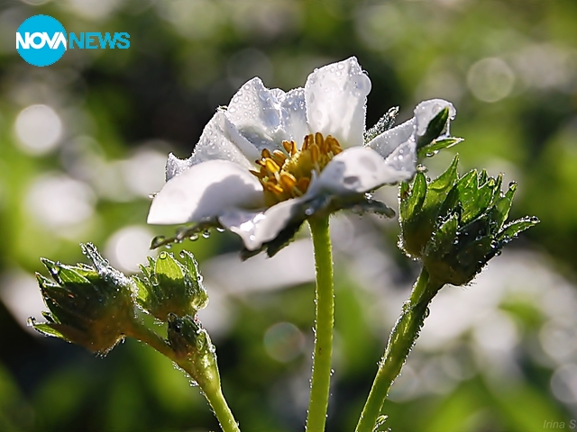 Утрото и росата