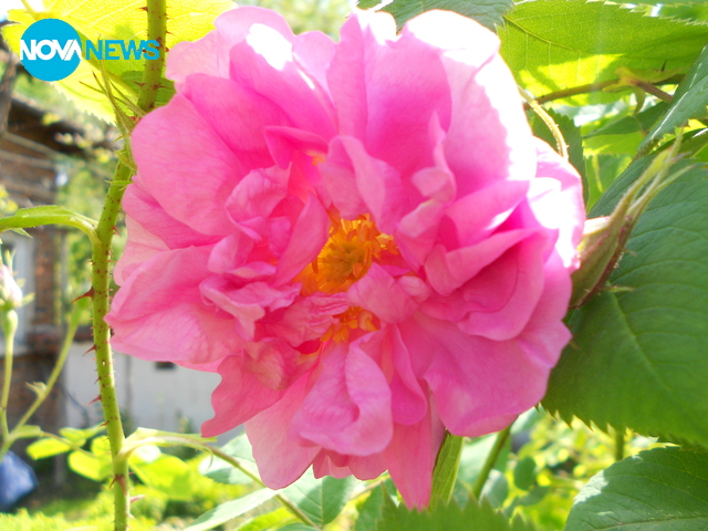 Розов поздрав