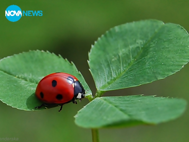 Калинка за късмет