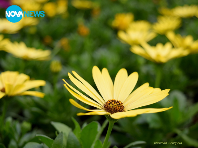 Пролетни усмивки