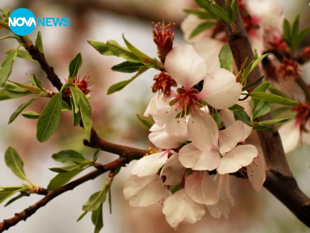 Подранила пролет