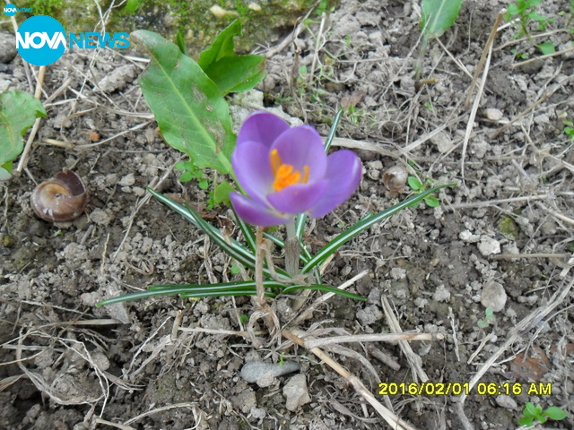 Пролетни минзухарчета