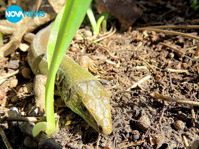 Гущерите излязоха