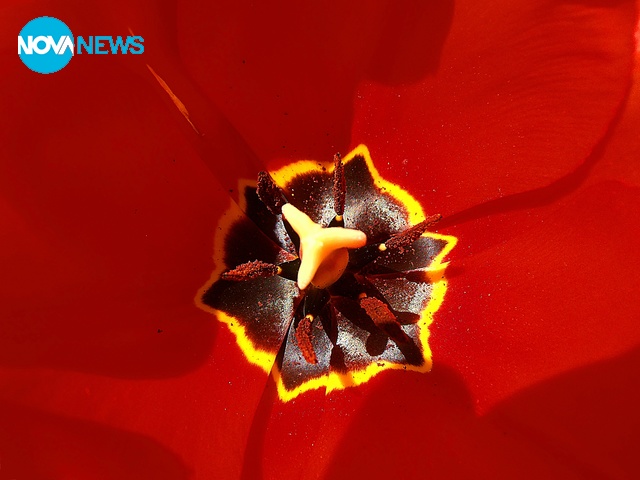 В цвета на лалето