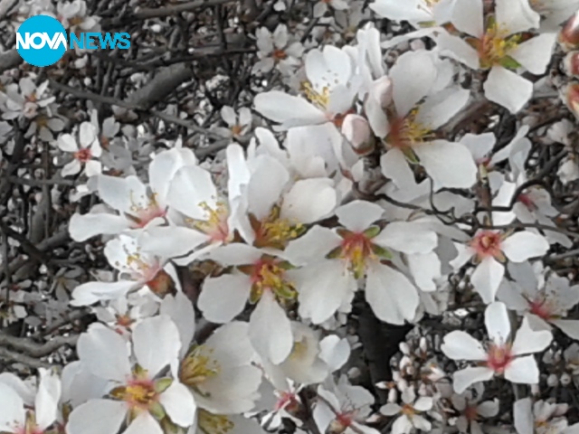 Ухае на пролетен цвят