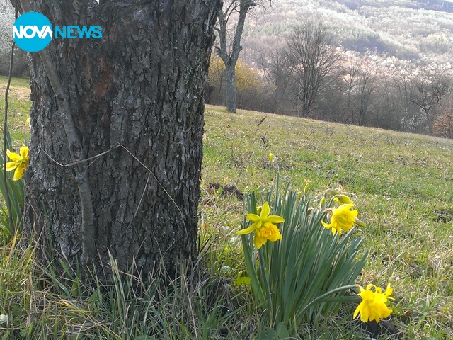 Времето "разцъфтя"