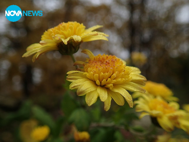 Последни есенни цветя