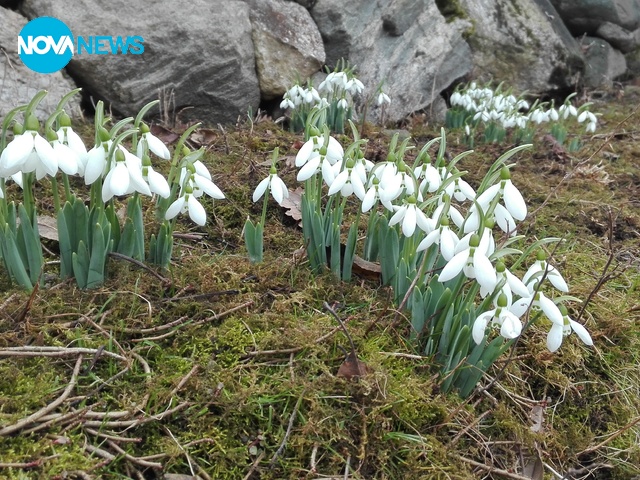 Кокичетата на баба