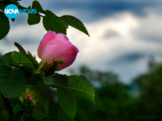 И шипките разцъфтяха :)