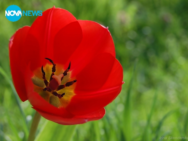 Лаленце, лаленце