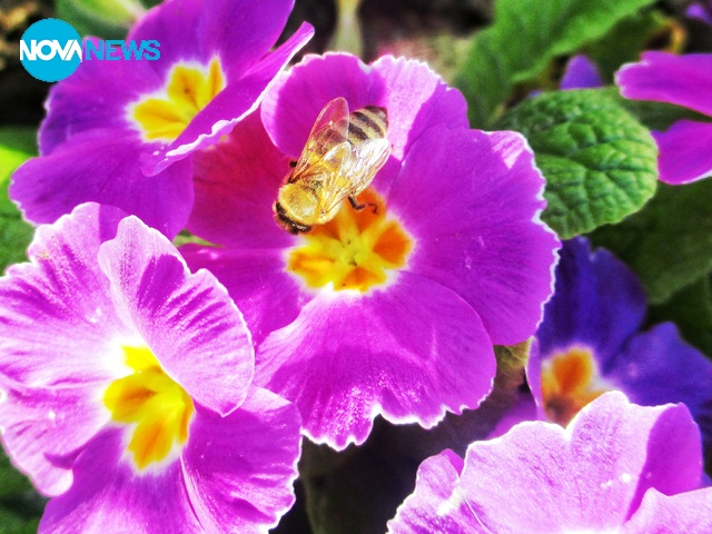 В процес на опрашване