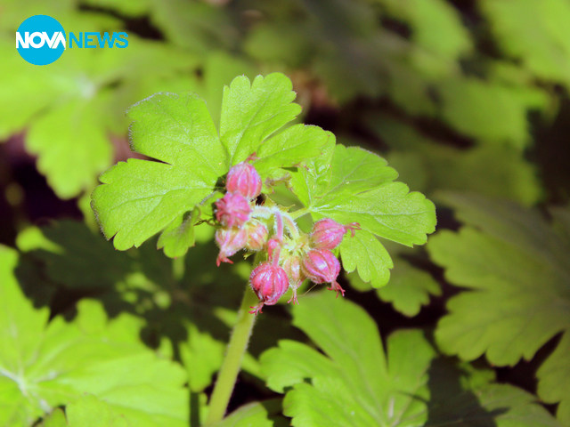 Здравец за Велика сряда