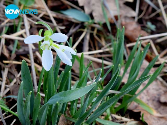 Диви кокичета