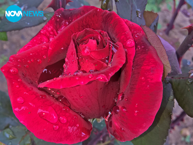 Красотата след дъжд