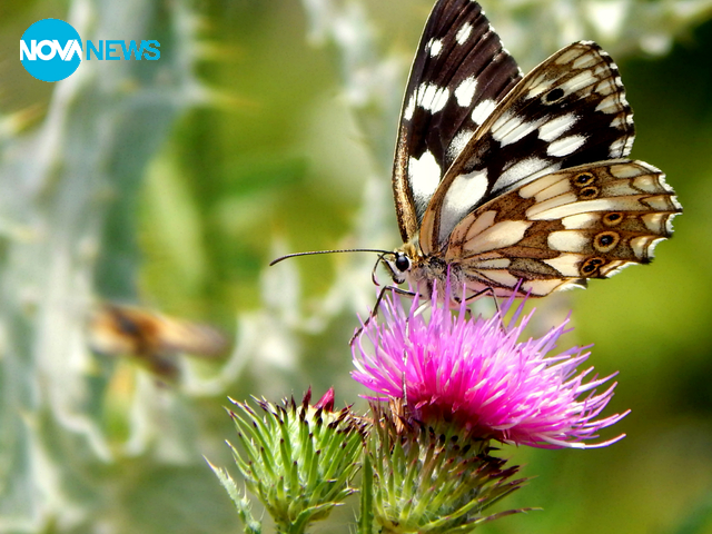 Красотата е в малките неща...