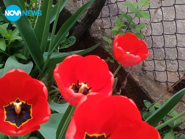 Лалетата в моята красива градина