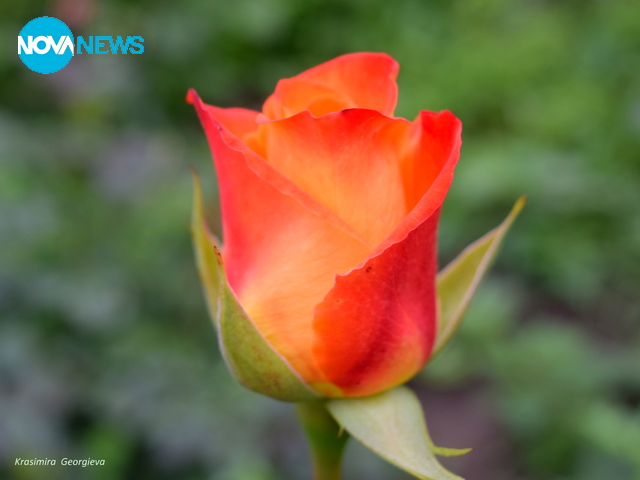 Пламъкът на розата