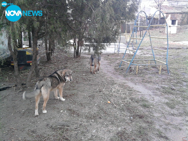 Глутница кучета около блока