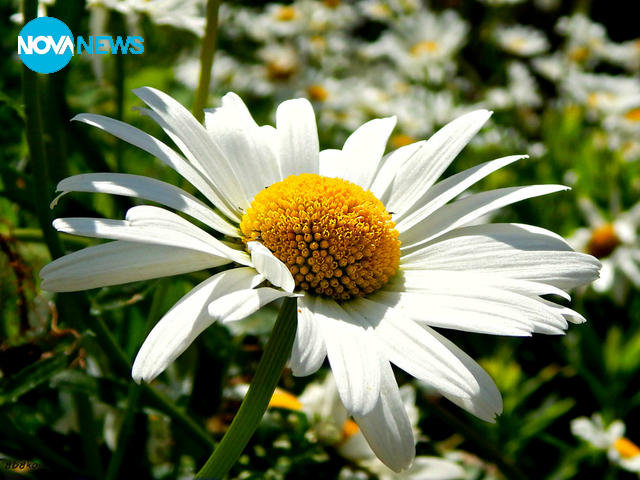 Слънчева маргаритка