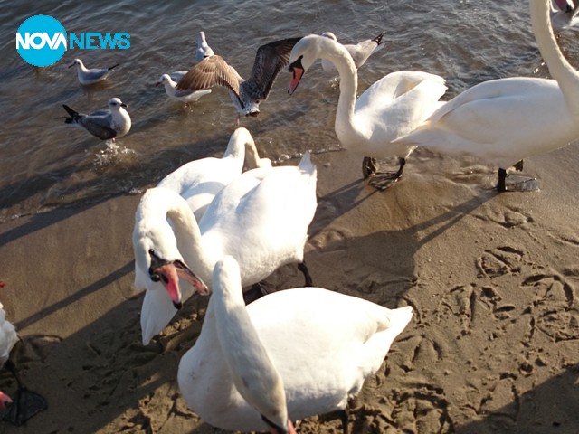 Лебеди във Варна