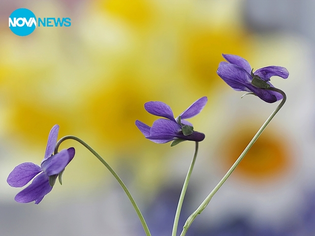 Пролетта дойде